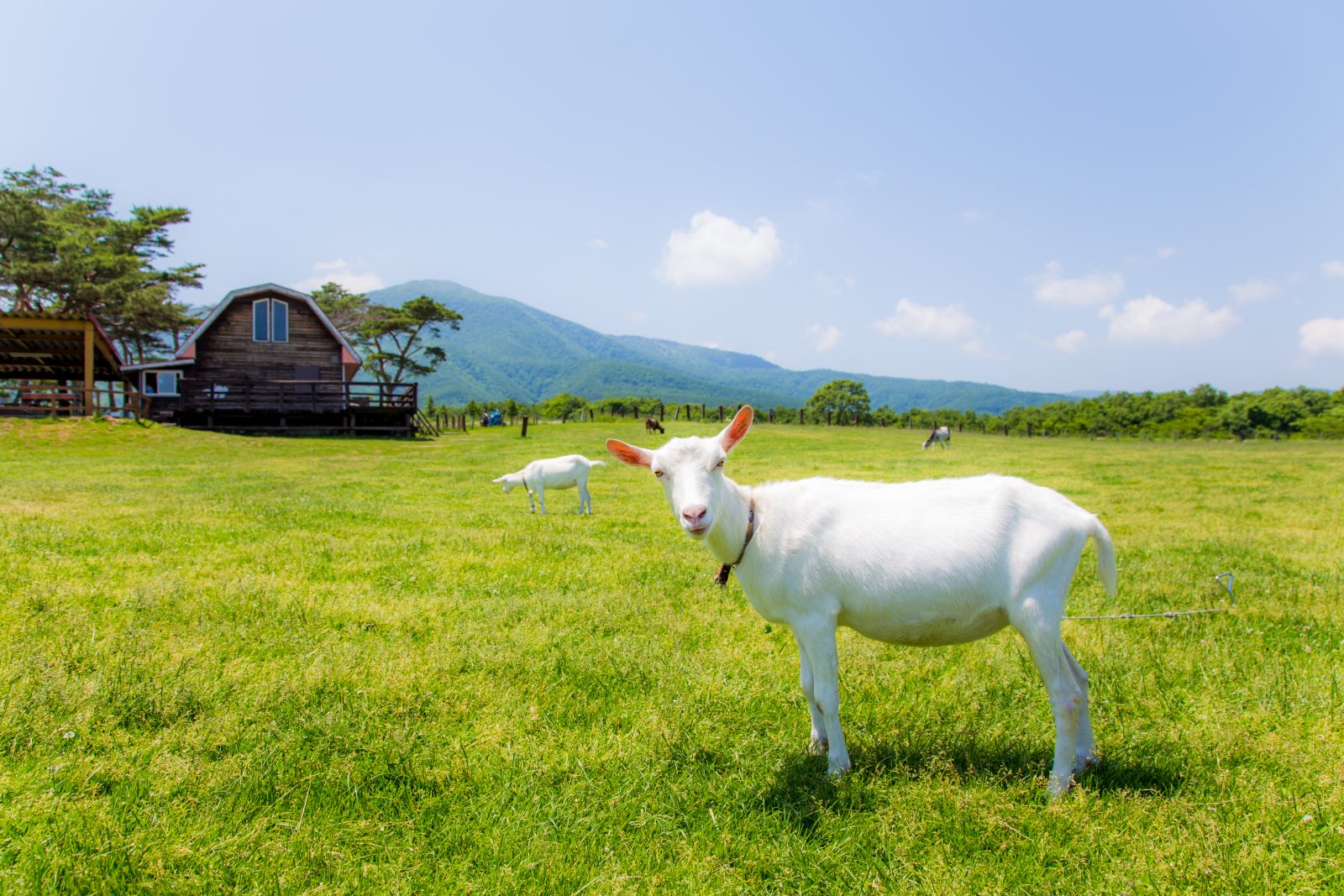 亲密接触牧场藏王哈特兰|宮城蔵王美居温泉度假酒店