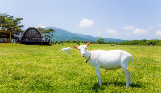 接触牧场藏王哈特兰