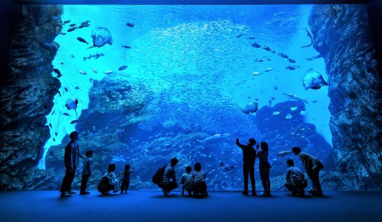 仙台海之杜水族馆