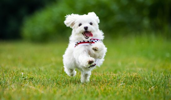 享受爱犬与藏王之旅-介绍狗友好双胞胎-