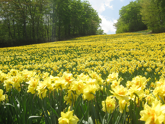 Suisen Festival| Mercure Miyagi Zao Resort & Spa