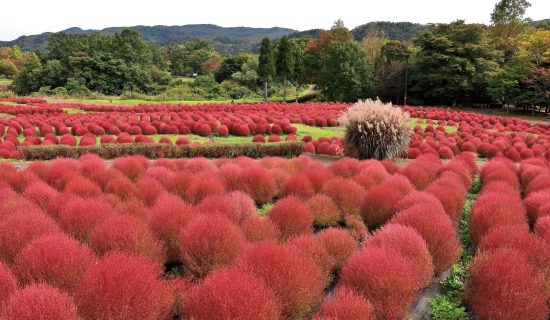 Photo Gallery| Mercure Kyoto Miyazu Resort & Spa