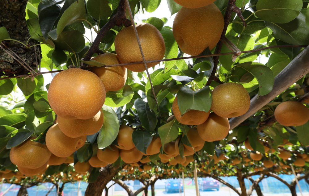 Autumn Harvest Experience Pear Picking in Zao Town