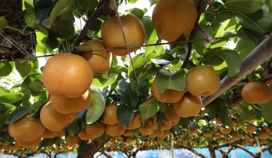 Autumn Harvest Experience Pear Picking in Zao Town