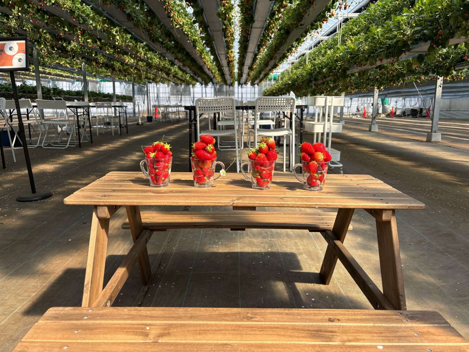 Miyagi strawberry picking & all-inclusive experience to enjoy together