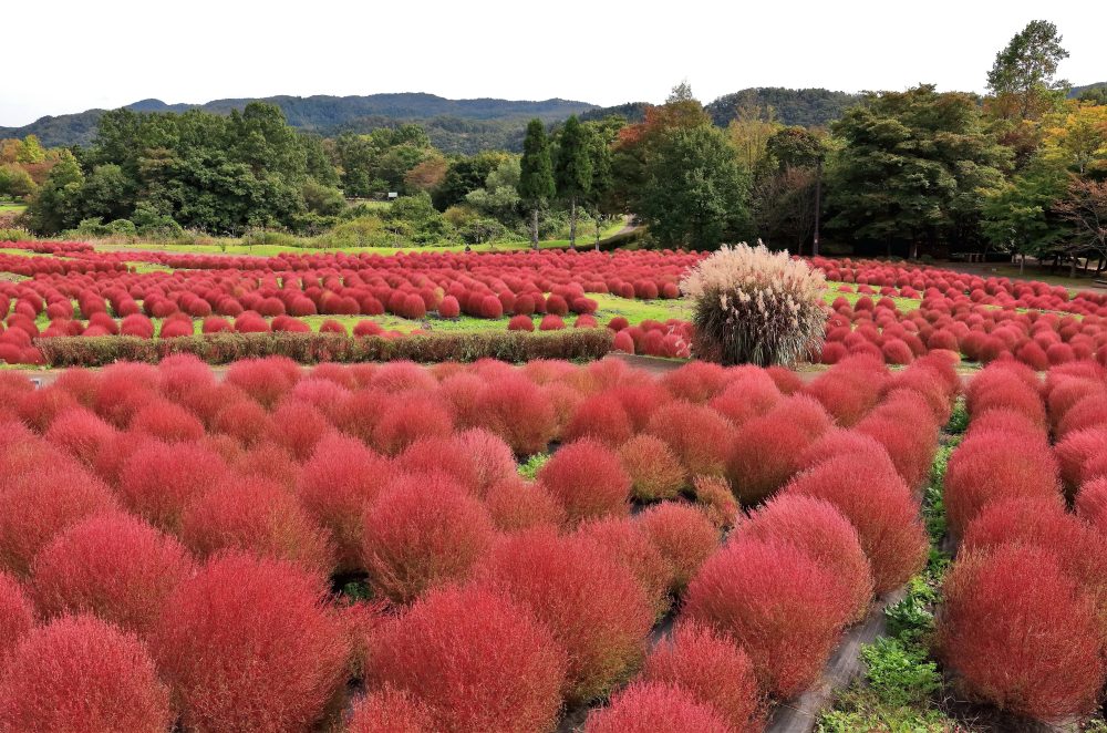 國營みちのく杜湖畔公園