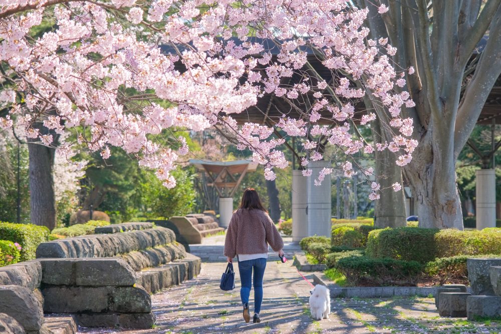 榴岡公園|宮城藏王美居溫泉度假酒店